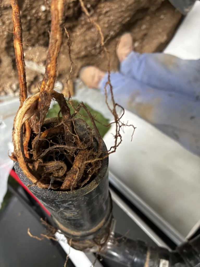 Tree roots a Flood Brothers plumber pulled out of a clogged sewer line