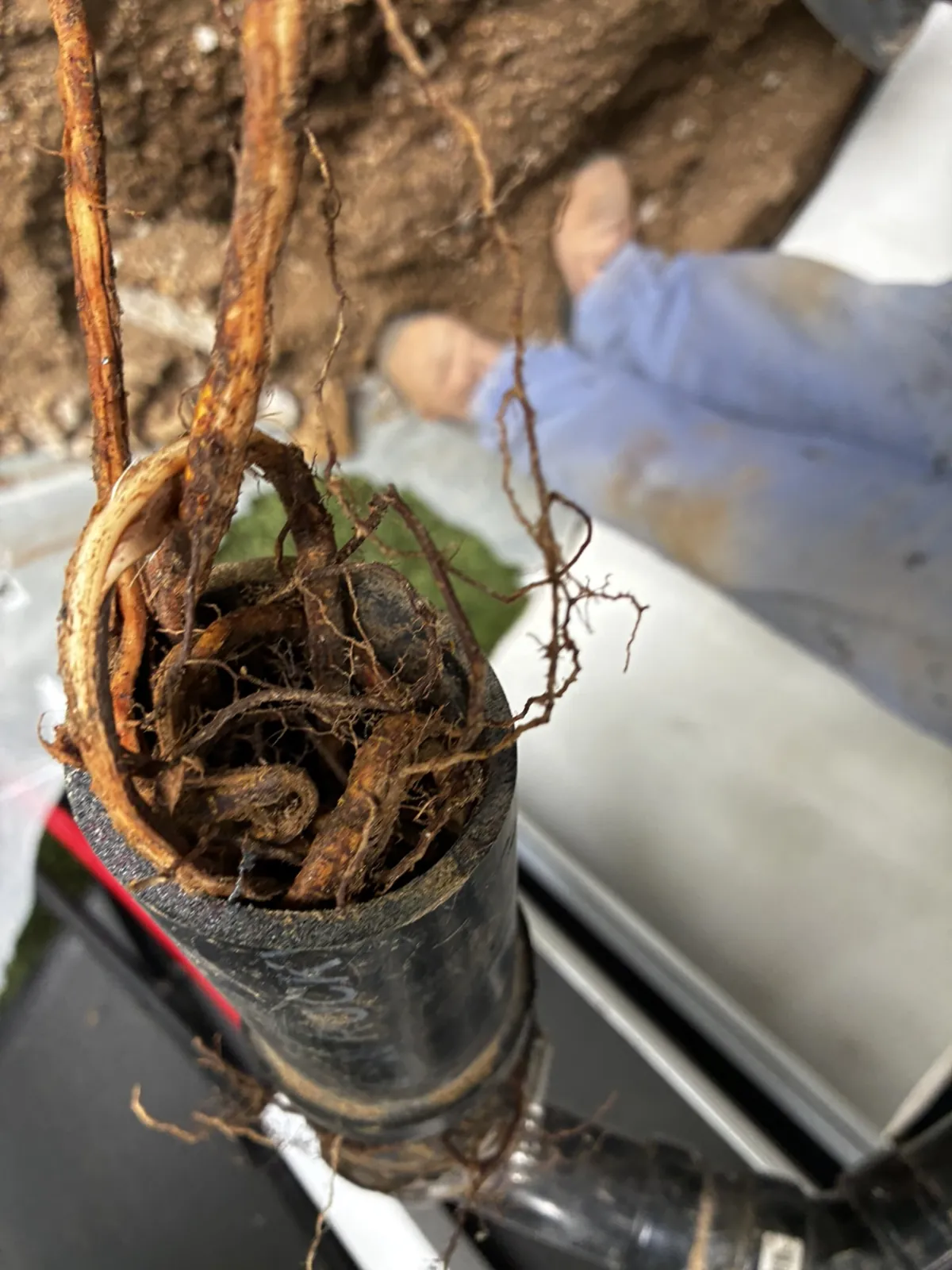 Tree roots a Flood Brothers plumber pulled out of a clogged sewer line